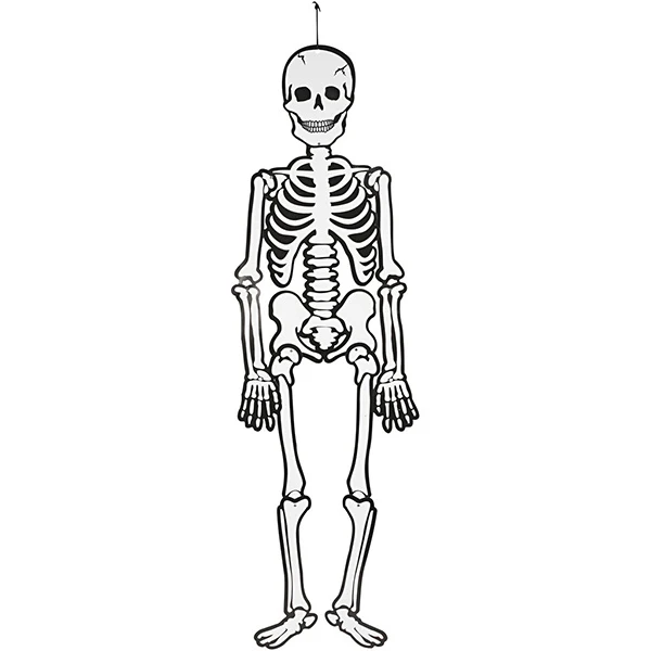 Skeleton, 120 cm, 300 g, 1 pc