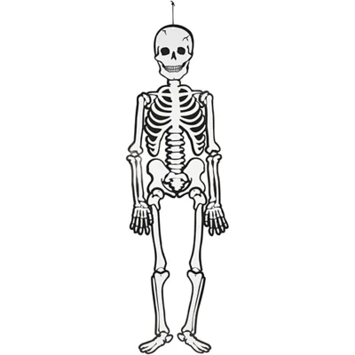 Szkielet, 120 cm, 300 g, 1 szt